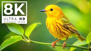 WORLD OF BIRDS 8K ULTRA HD | with Cinematic Sound (Colorful Animal Life)