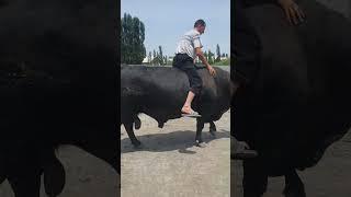 UZB Eng Yirik Buqalar #abroruz #angus
