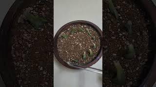 다육이 번식방법(거꾸로 잎꽂이하기)How succulents reproduce (to arrange leaves upside down)