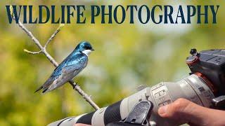 Exploring New Trails and Capturing Nature's Beauty | Sony A7IV bird photography