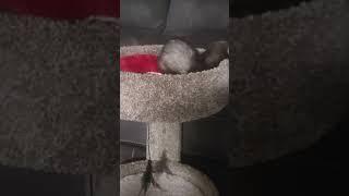 pretzel cant be stopped