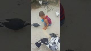 #kabootar #pigeon #video #viralclips #birds ️️️