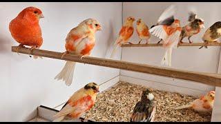 Red Canary Breeding Season (video 10)