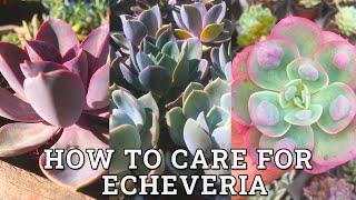 How To Care For ECHEVERIA Succulents