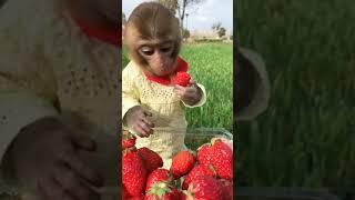 Adorable Monkey's Strawberry Feast  | Cute Monkey Eating Strawberries