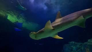 Ripley's Aquarium of Canada - Toronto - (2024-12-01)