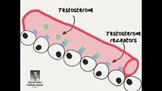 Doctor Explains Hormone Therapy for Prostate Cancer