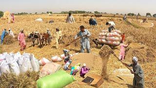 ناقابل یقین روایتی گاؤں کی زندگی پاکستان | بیلوں کے ساتھ گندم کی کٹائی | پرانا کلچر پنجاب