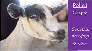 Polled Goats | Genetics, Breeding & More