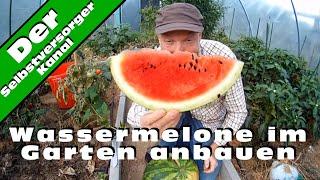 Wassermelone im Garten richtig anbauen