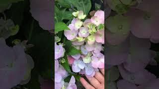 5月13日アジサイ ラグランジア クリスタルヴェール