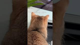 When a cat watches TV