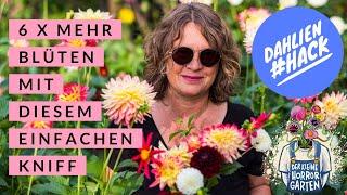 Dahlien pinzieren = 6x mehr Blüten I der kleine Horrorgarten