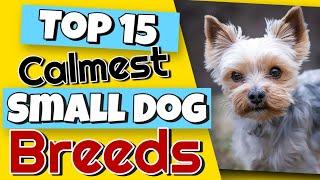 Top 15 Calmest Small Dog Breeds That You Would Never Guess 