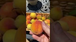 Easy Trick to Ripening Peaches after Picking