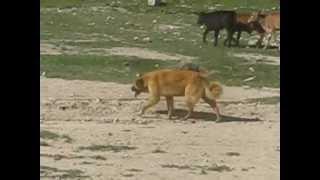 ABORIGINAL CENTRAL ASIAN SHEPHERD DOGS of Kyrgyzstan