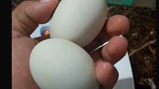 GOD'S GRACE CHANNEL is live! ASMR Balut peeling easy