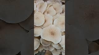 Трутовик зонтичный (Polyporus umbellatus) short #shorts