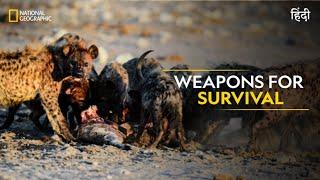 Weapons for Survival | Animal Fight Club | हिन्दी | S5 - E6 | National Geographic