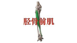 胫骨前肌  tibialis anterior