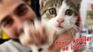 Yavru Kedilerin İhtiyaçları Nelerdir? ( Kedi Sahiplenince Alınması Gerekenler ) #TheVet