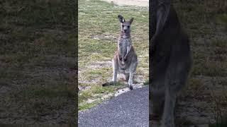 #kangaroo standing #viralvideo #