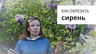 Как обрезать сирень после цветения, как омолодить сирень