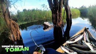 MANCING IKAN TOMAN !! CESTING SNAKEHEAD