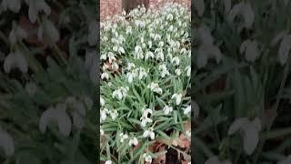 Schneeglöckchen Feb  Wald