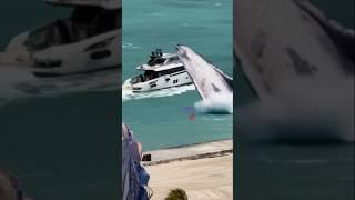 seekor paus di depan kapal meloncat