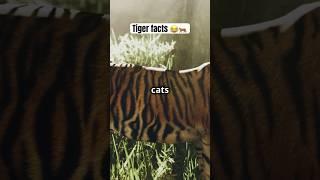 Tiger facts  #fyp #tiger