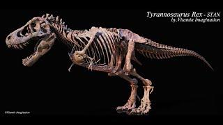 Tyrannosaurus Rex [STAN] skelleton by. Vitamin Imagination