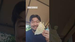 양봉 장점: 벌집꿀 무한 취식 가능 #먹방 #벌꿀 #벌집꿀 #꿀벌 #곤충 #양봉 #일상