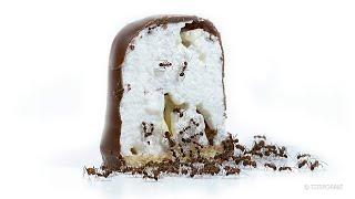 Ants Eating Marshmallow | Relaxing Music