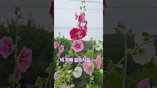 #자연인 #애창곡 #임영웅 #피해 #빗속을둘이서 #빗소리 #접시꽃