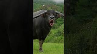 Bhains buffalo sound Funny video Manish