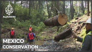 Mexico: Sustainable timber harvests help conservation efforts