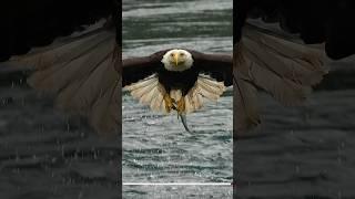 Must SEE!! Extreme close up off a Bald Eagle snatching a fish from a whirlpool. #eagle #bird