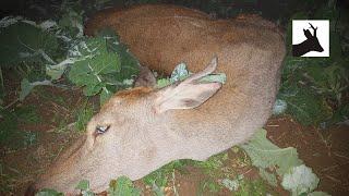 Red deer stalking in October - Polowanie na jelenie