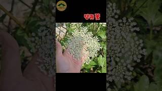 향이 끝내주는 당귀 꽃이 이렇게 예쁜지 아셨나요?#당귀잎 #5도2촌 #세컨하우스 #텃밭농사