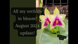 All my Orchids that are in bloom! August 2024 update! ±D