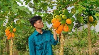 2 years living in the forest, Fish harvesting, Papaya, Taro, Melon