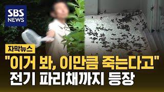 "너무 징그럽고 괴로워" 러브버그, 도대체 언제 사라질까? (자막뉴스) / SBS