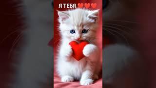 Прекрасный котик 
