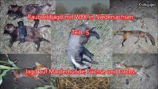 Raubwildjagd mit WBK in Niedersachsen Teil - 5