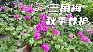 三角梅秋季这样养，花繁叶茂长势旺，赏花不停歇