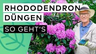 Rhododendron düngen  - So einfach geht's (Pflegetipps vom Profi!)