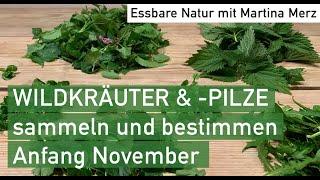 Essbare Wildkräuter & Winterpilze im November sammeln & bestimmen in Oberbayern