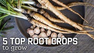 Top 5 Root Crops to Grow!