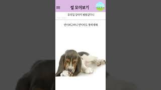 우리집 강아지 병원 갔더니 #썰 #웃긴짤 #커뮤니티